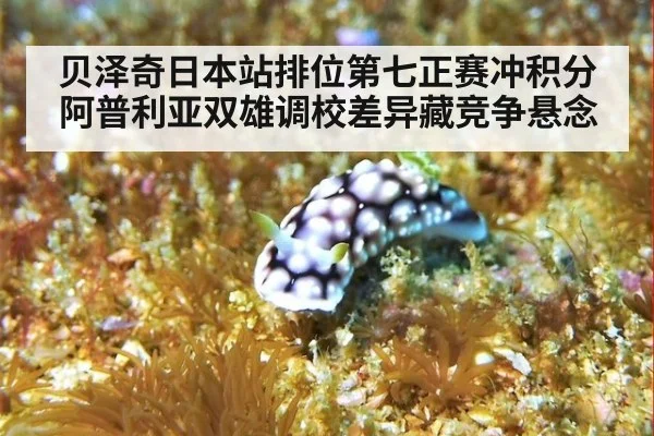 贝泽奇日本站排位第七正赛冲积分 阿普利亚双雄调校差异藏竞争悬念